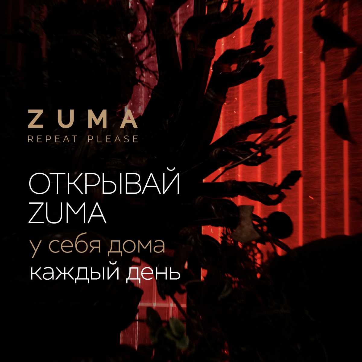 Открывайте ZUMA у себя дома каждый день.